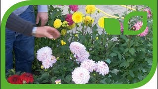 Die neuen Kübeldahlien - Interview mit Züchter Peter Haslhofer