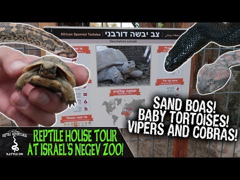 YouTube reptile video