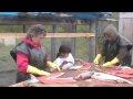 Fish Cuts