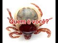 Quem é você? Quem é você?
