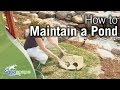 How To Maintain Water Gardens, Ponds, Water Features