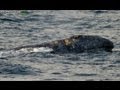 Gray Whales Get Romantic Off Orange County ...
