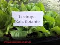 fiesta del tomate platense / capitulo 2