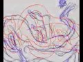 Video arte de poesia e pintura