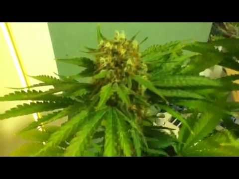 how to harvest northern lights