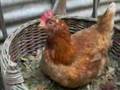 Gallina che fa l'uovo