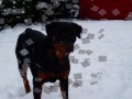 Myy Doggies By Stephh Clarkk Myy Doggies By Stephh Clarkk