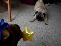Pug With Scoobie Doo