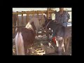 Viviano Masconni - Merlino il Pony