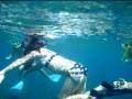 videos de Swimming With Turtle
