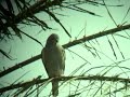 Lizard Buzzard (Kaupifalco monogrammicus) Lizard Buzzard (Kaupifalco monogrammicus)