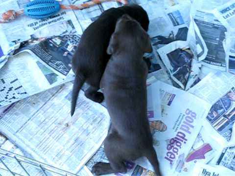 AKC Chocolate Lab Puppies ready to go home end of JULY, 2 girls, 1 boy