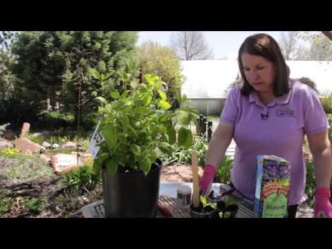 how to fertilize a hydrangea bush