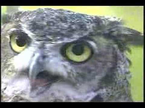 owl - http://www.ecolifefoundation.org/ This is a short movie close up of