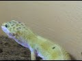 frki   geco leopardo
