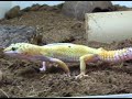 Frki - geco leopardo