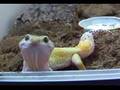 Frki - geco leopardo