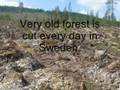 Old forest plundering in Sweden