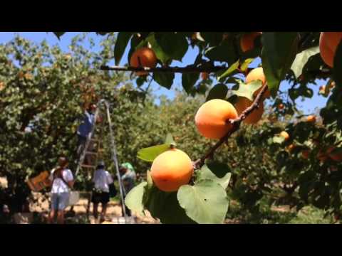how to harvest apricots