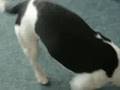 videos de Insane dog 2