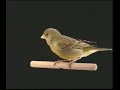 Naturaves - Hibridos 2 (Verderón Común x Canaria).avi