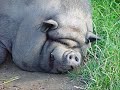 hey das ist mein erstes viedeo, hoffe es gef�llt euch.