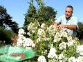 Mark Viette talks about how to keep summer phlox blooming all summer long.