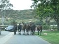A horses Ass.