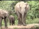 Elephants - Pete's Pond - 1/26/2008