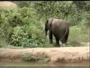 Elephants - Pete's Pond - 1/26/2008 - Thumb #2