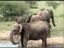 Elephants - Pete's Pond - 1/26/2008 - Thumb #3