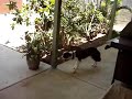 Chesky hunts a magpie
