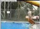 *****The Worlds top 8 idiots*****