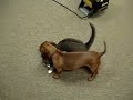 Daschund Vs. Cat: The Next Challenger
