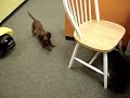 Daschund Vs. Cat: The Next Challenger Daschund Vs. Cat: The Next Challenger