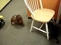 Daschund Vs. Cat: The Next Challenger