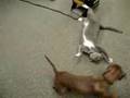 Daschund Vs. Cat: The Next Challenger