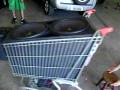 videos de CARRINHO ENTUBAÇÃO,IMPACTO SOM CBA