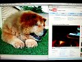 Re: K-pup visits during Bear\