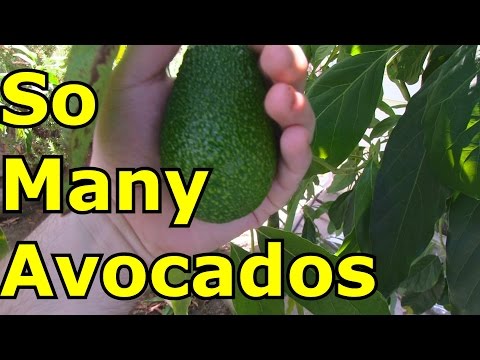 video-linktoworks-Avocado Tree Grown From Seed - YouTube