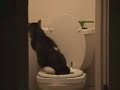 Cat using the toilet - Ace