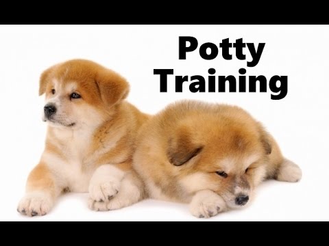 how to train akita puppies