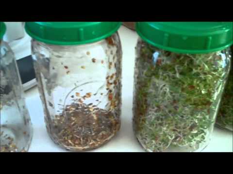 how to grow broccoli sprouts