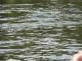 videos de Airboat trip in Everglades City (1)
