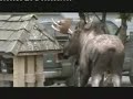 Ein Elch hat sich bei der Wahl seiner...