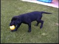 Labrador Welpe 12 Wochen im Garten Labrador Welpe 12 Wochen im Garten