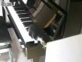 videos de Kitten playing piano