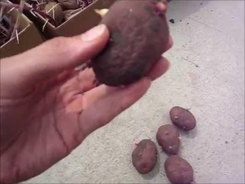 how to harvest and store yukon gold potatoes