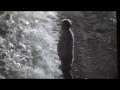 Urinating Trespasser