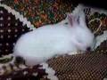 sleeping bunny